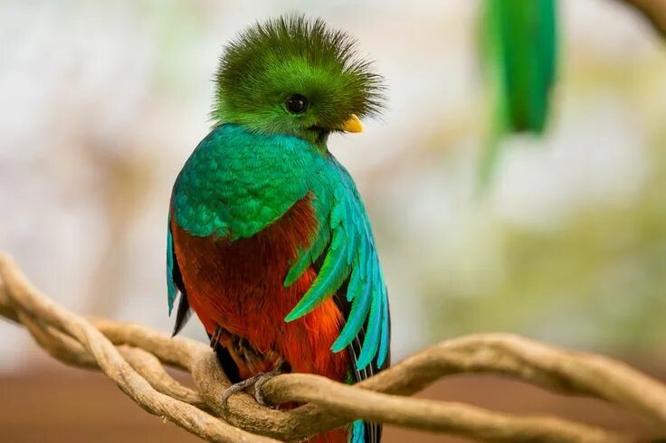 Птицы мира фото и названия самые красивые Afbeeldingsresultaat voor simbolos patrios de guatemala Exotic birds, Colorful b