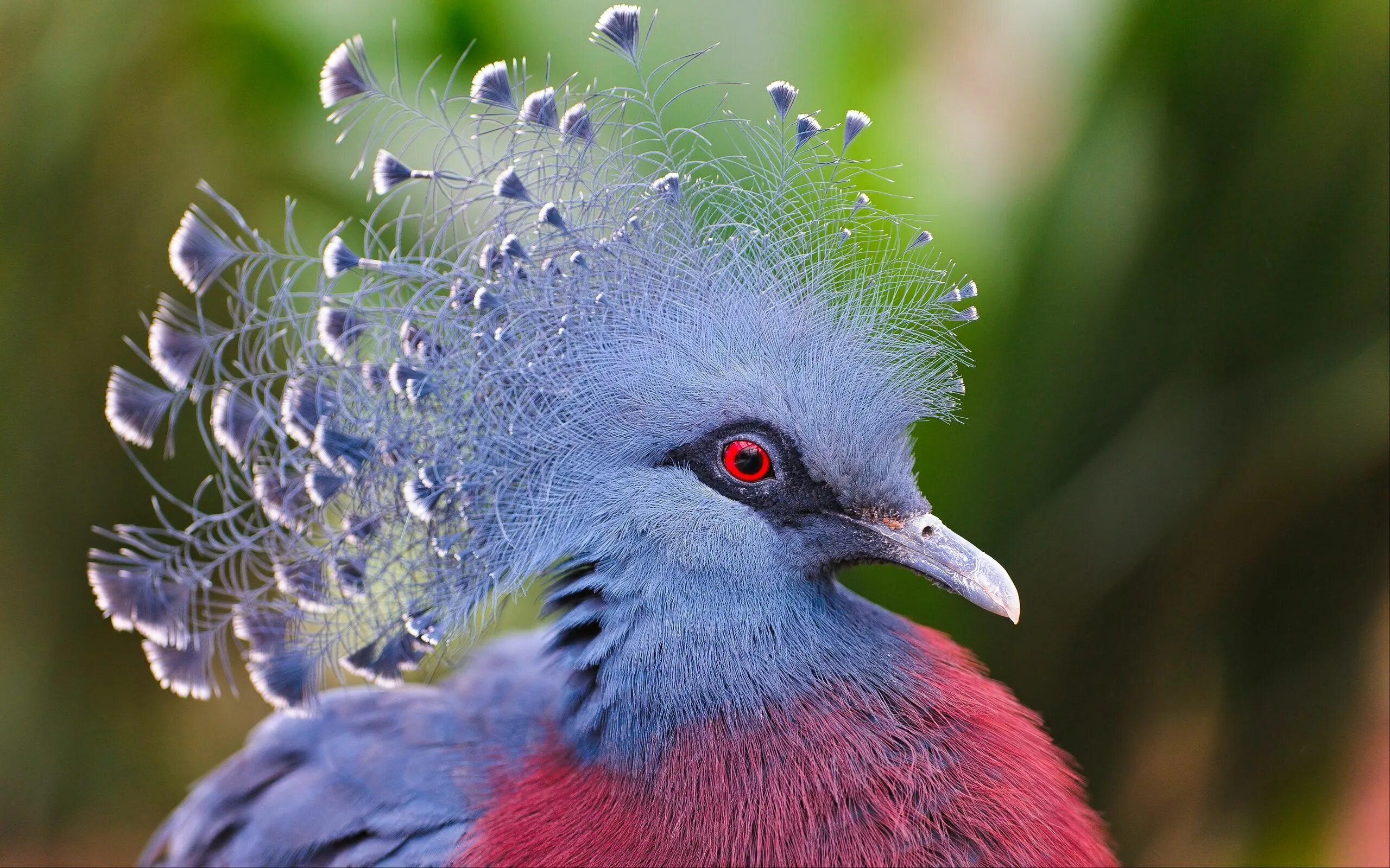 Птицы мира фото и названия самые красивые Download wallpaper 2560x1600 crowned pigeon, feathers, beautiful, head widescree