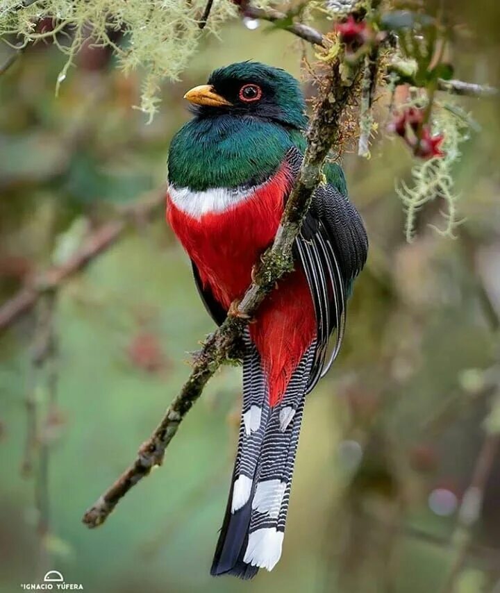 Птицы мира фото и названия самые красивые maskedtrogon . . Photo @ignacio_yufera . . #beautiful #trogon# bird# birds# bird