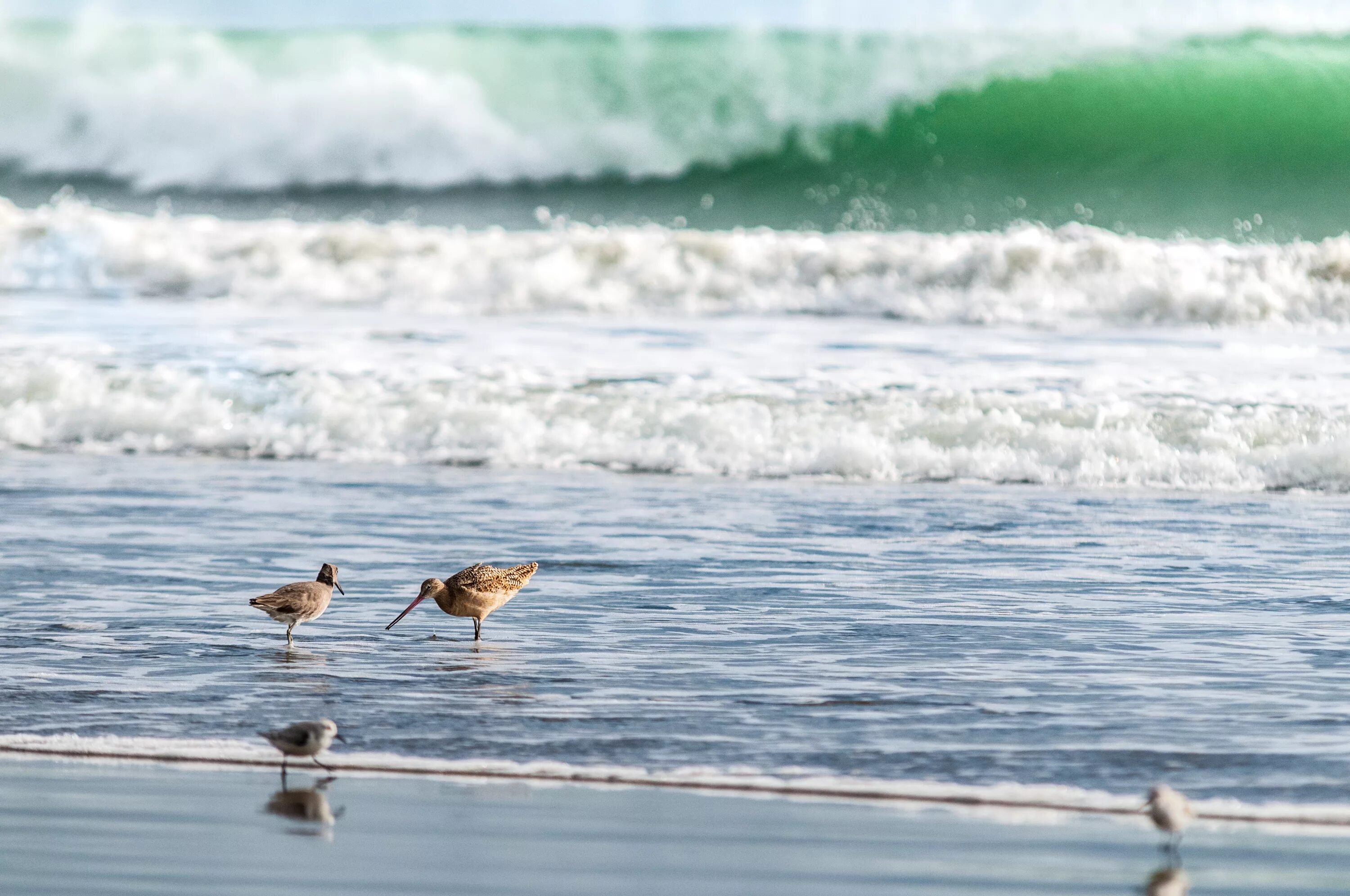 Птицы моря фото Free Images : beach, sea, coast, water, nature, ocean, bird, shore, coastline, b