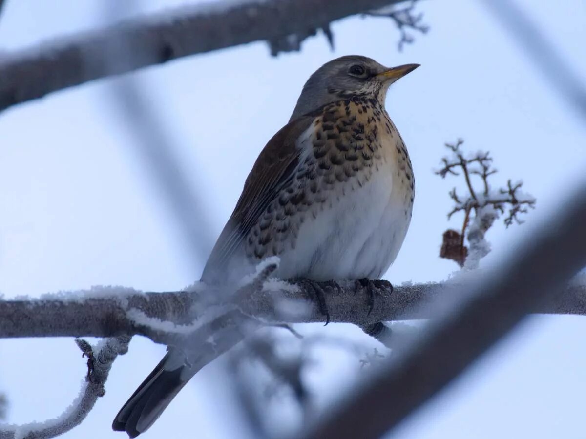 Птицы московской области фото Рябинник (Turdus pilaris). Птицы Сибири.