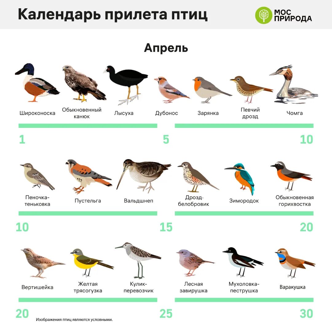 Птицы московской области фото и описание Трясогузка, скворец, лесная завирушка: птицы возвращаются в Москву после зимовки