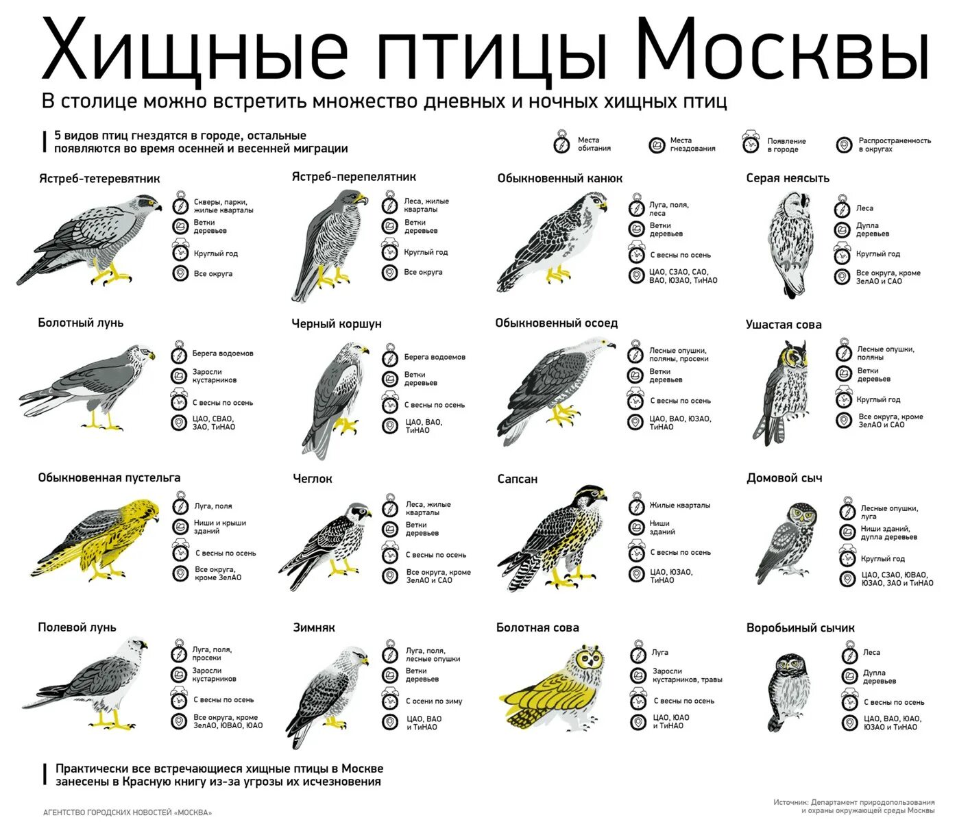 Птицы московской области фото и описание Хищные птицы Москвы - Агентство городских новостей "Москва" - информационное аге