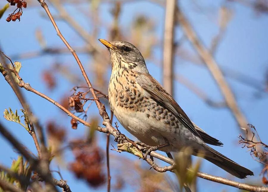 Птицы московской области фото с названиями летом Fieldfare (Turdus pilaris). Birds of Siberia.