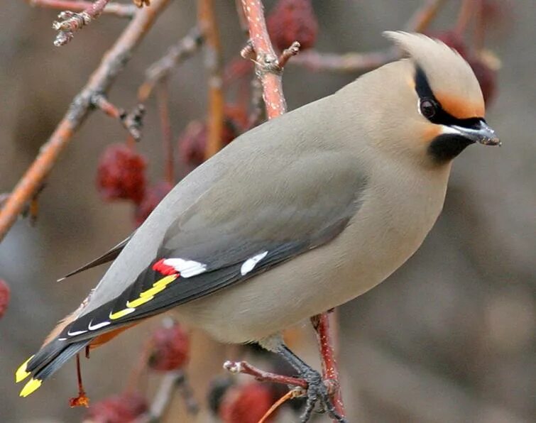 Bohemian Waxwing (Bombycilla garrulus). Birds of Siberia.