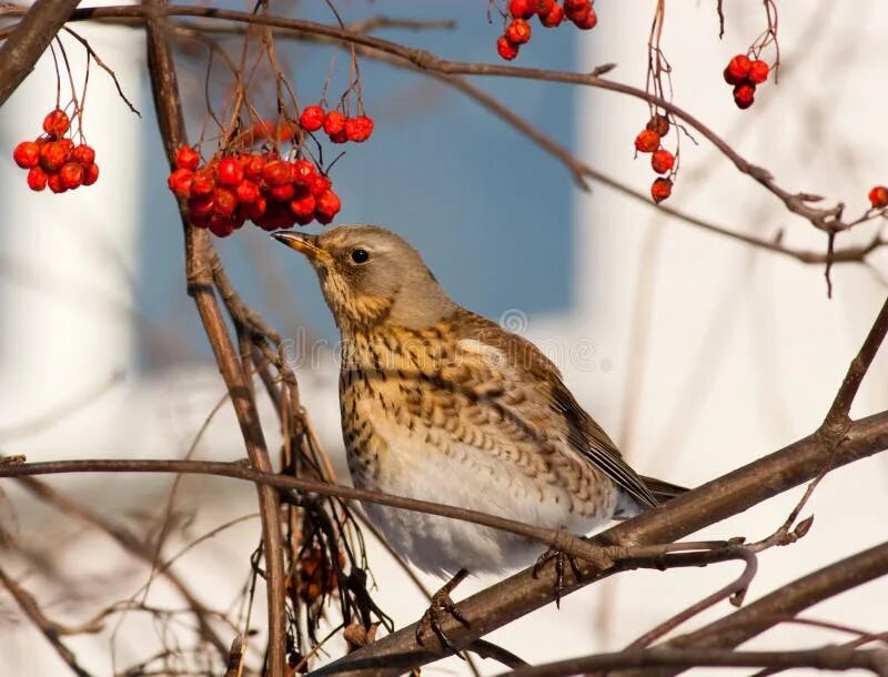 Птицы московской области фото с названиями осенью Cedar waxwing eating berry stock photo. Image of leaves - 20686800