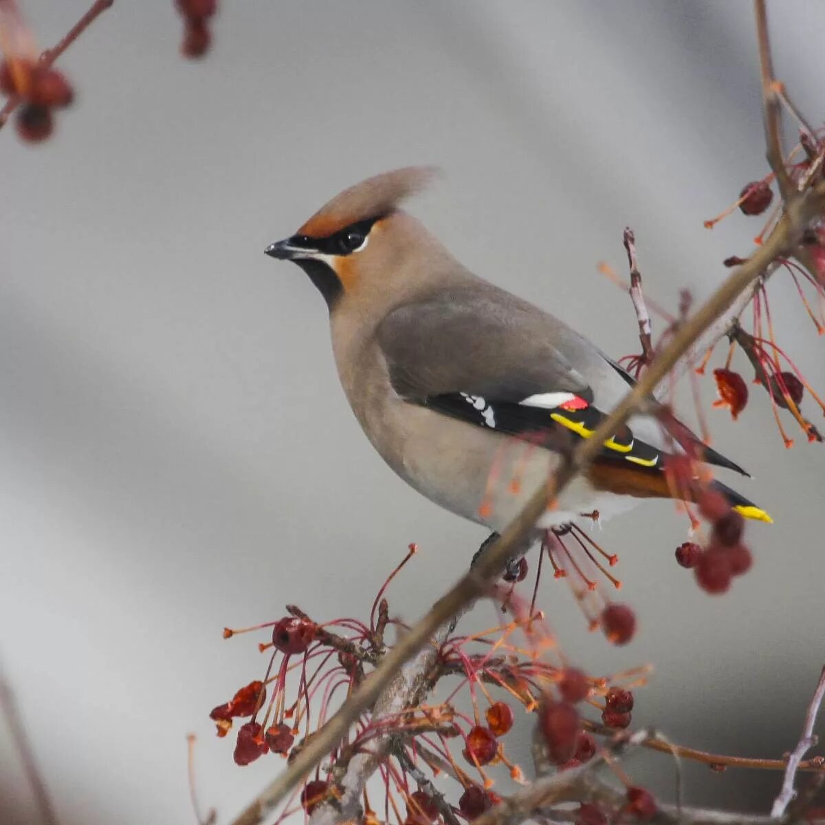 Птицы московской области фото с названиями осенью Bohemian Waxwing (Bombycilla garrulus). Birds of Siberia.