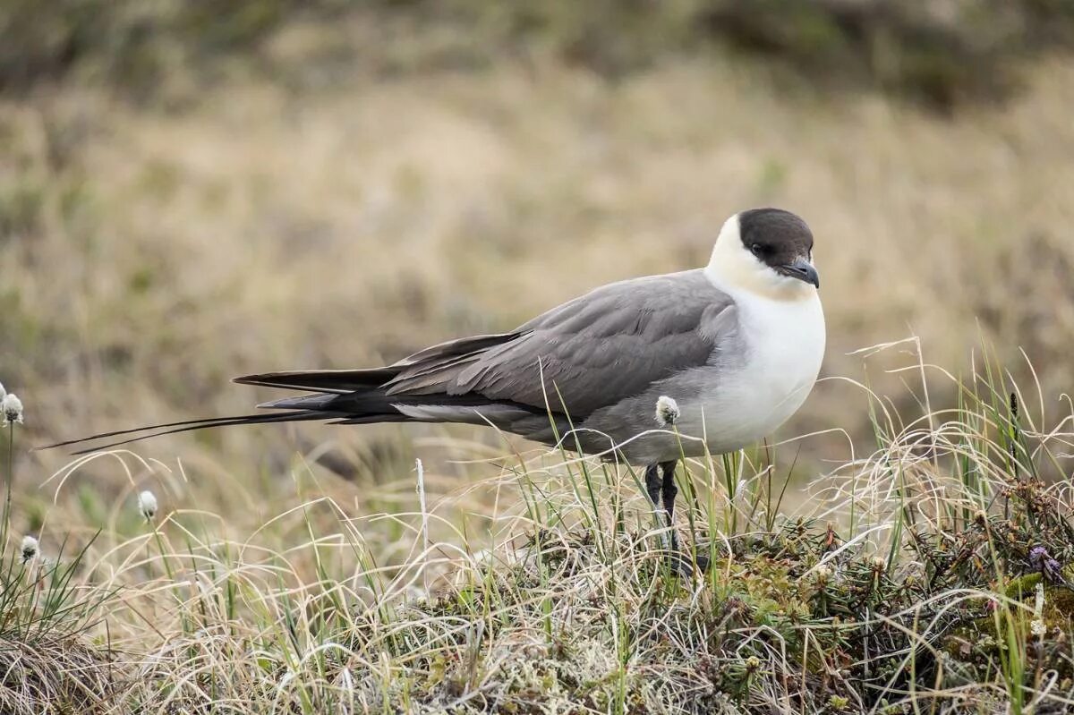 Птицы мурманска фото Long-tailed Skua (Stercorarius longicaudus). Birds of Siberia.