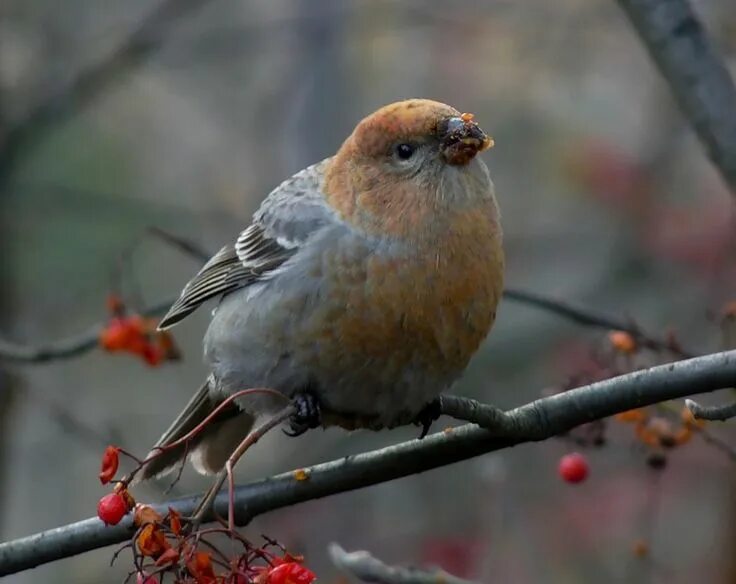 Птицы мурманской области фото и названия Птицы зимнего леса... Birds, Animals