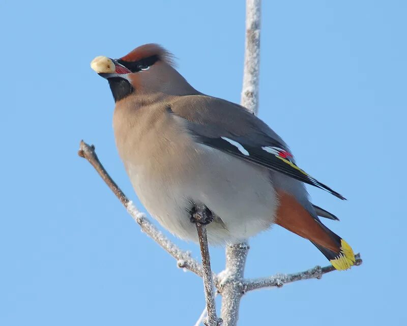 Птицы мурманской области фото и названия Photo Waxwing II by Sergej Scherbakov - nature - PhotoForum.ru