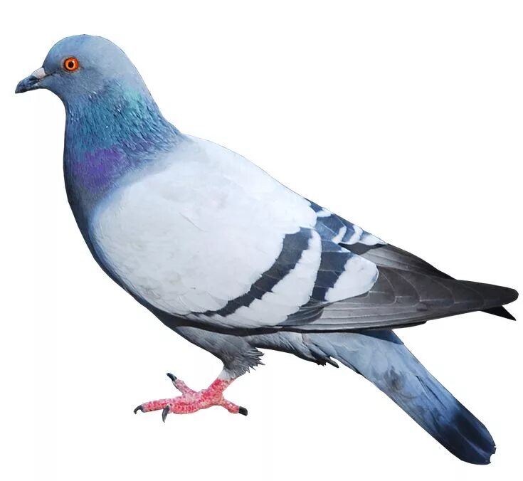 Птицы на белом фоне фото Pigeon PNG Image - PurePNG Free transparent CC0 PNG Image Library Pigeon, Animal