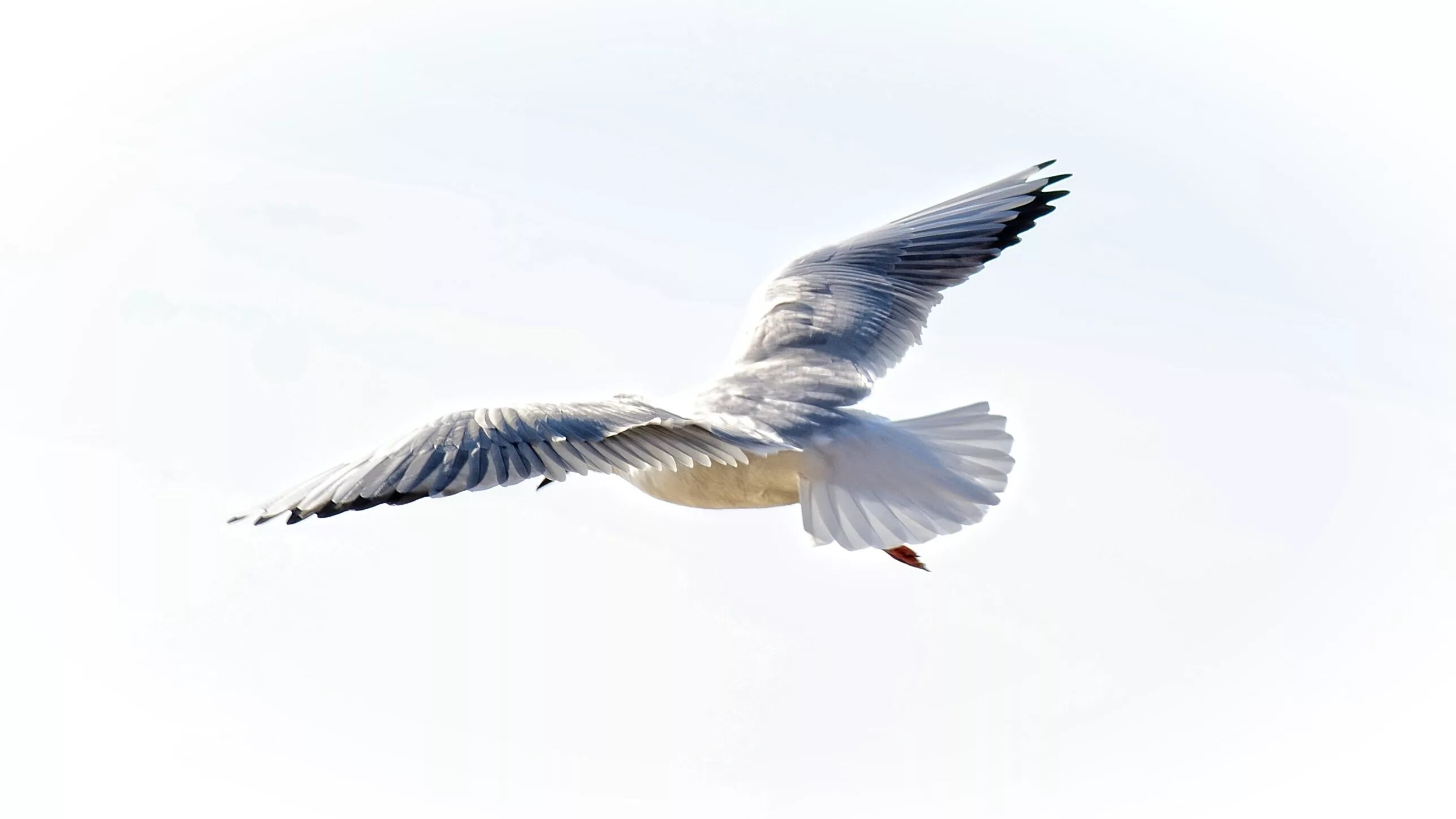 Птицы на белом фоне фото Free Images : nature, wing, sky, seabird, fly, seagull, beak, flight, feather, p