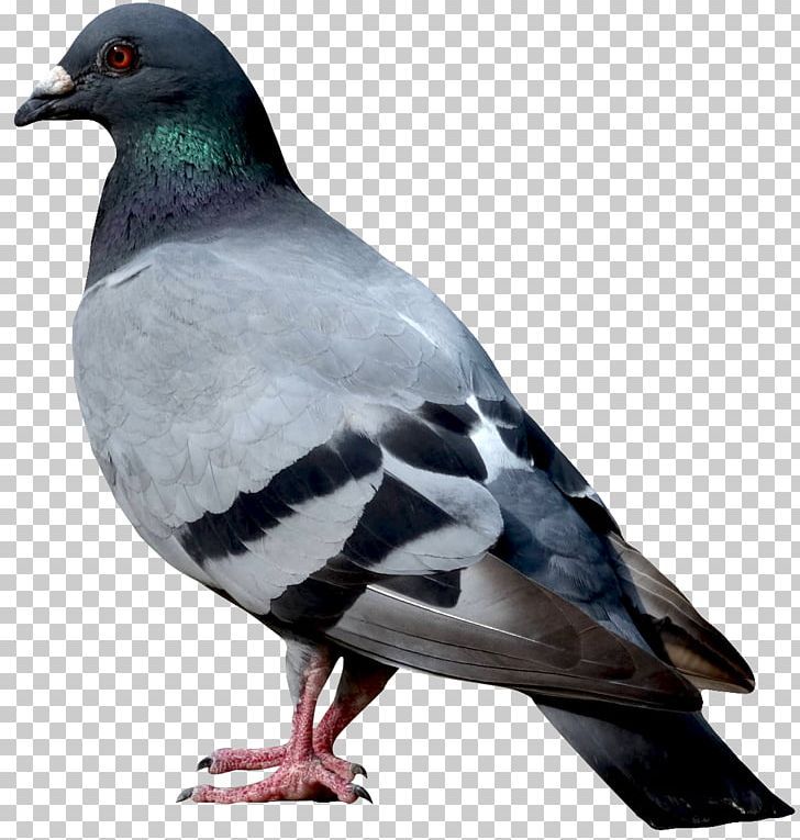 Птицы на белом фоне фото Birds PNG - Free Download in 2023 Birds, Png, Bird