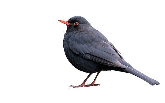 Птицы на белом фоне фото Blackbird Isolated White - Free photo on Pixabay Pajaros, Apple tumblr