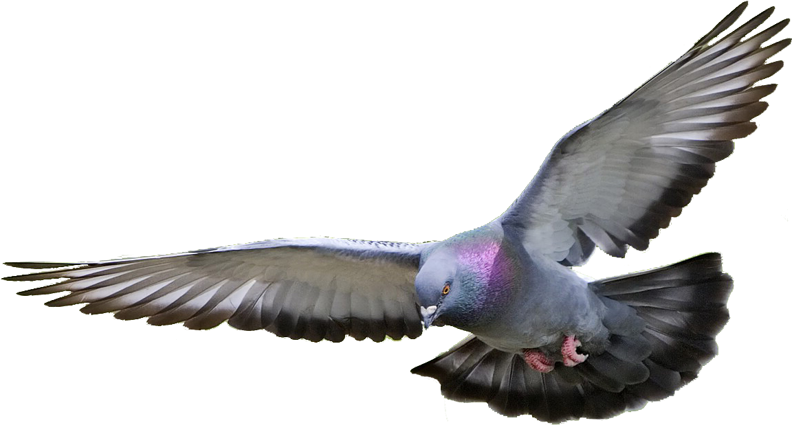 Птицы на белом фоне фото Flying Pigeon Png - Pigeon Png - (1151x632) Png Clipart Download