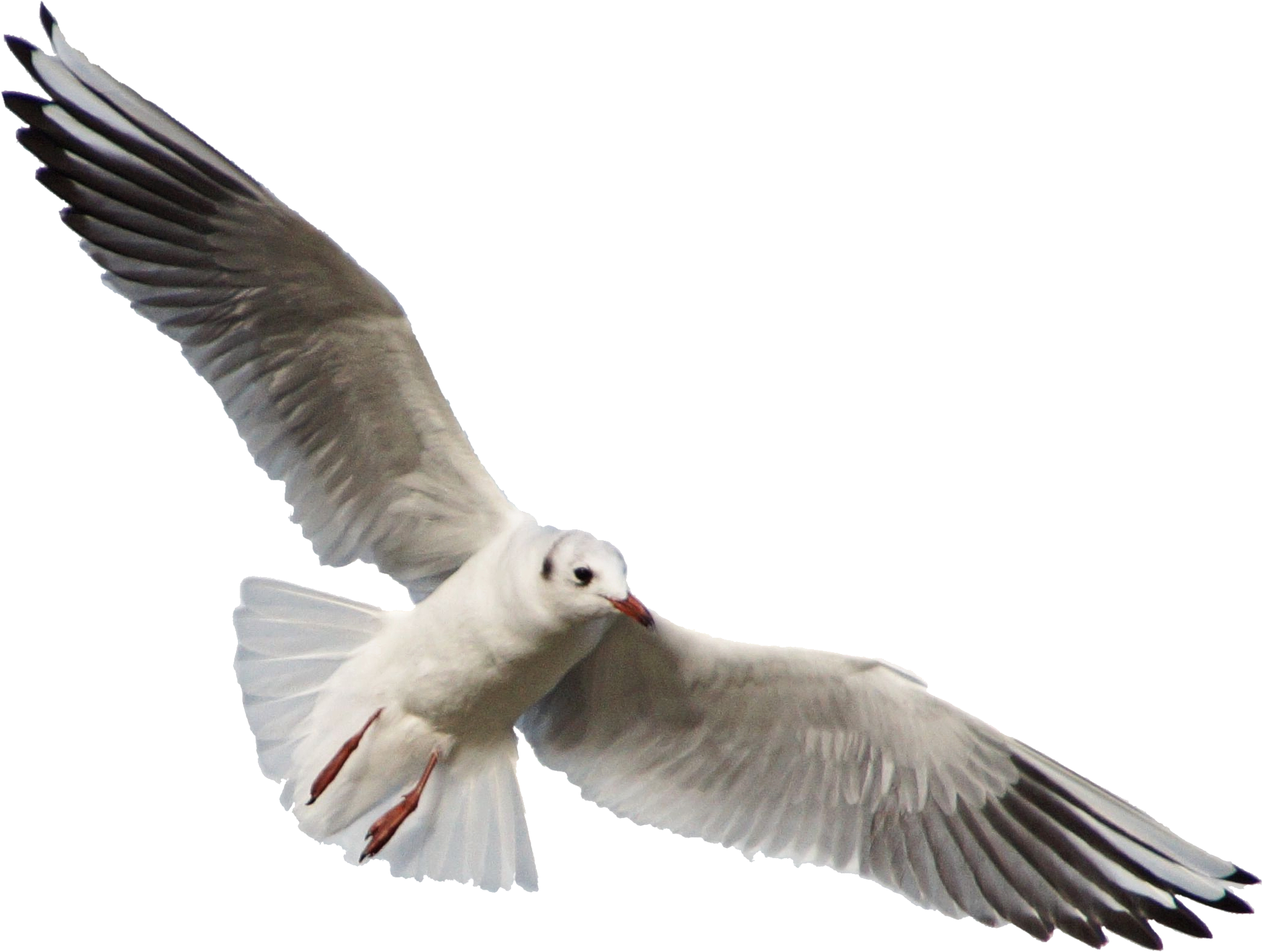 Птицы на белом фоне фото Seagull 11 Clear Cut By Astoko - Seagull Png - (2229x1617) Png Clipart Download