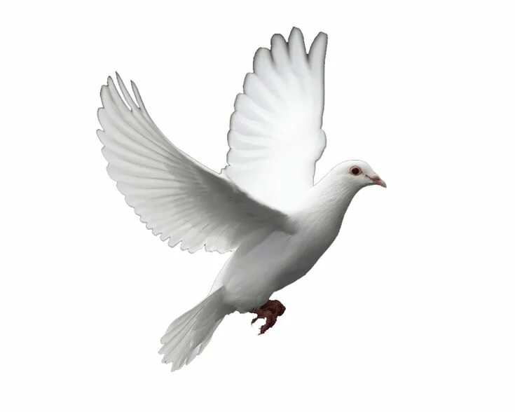 Птицы на белом фоне фото PALOMA BLANCA Bird gif, Bird, Dove release