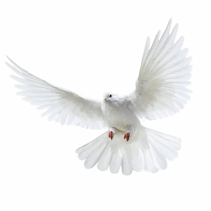 Птицы на белом фоне фото White Pigeon flying PNG Image - PurePNG Free transparent CC0 PNG Image Library W