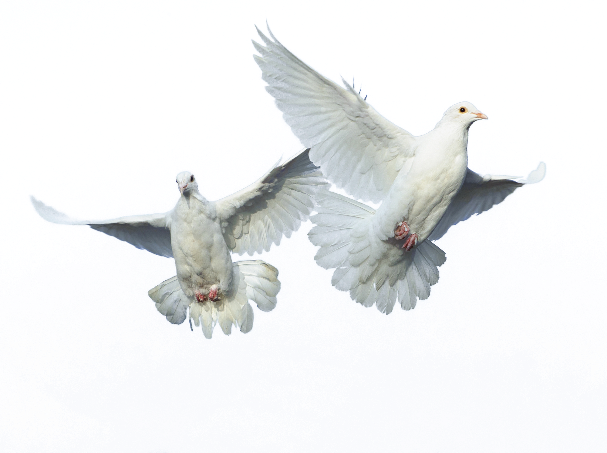 Птицы на белом фоне фото Peace Pigeon Transparent Background - PNG Mart