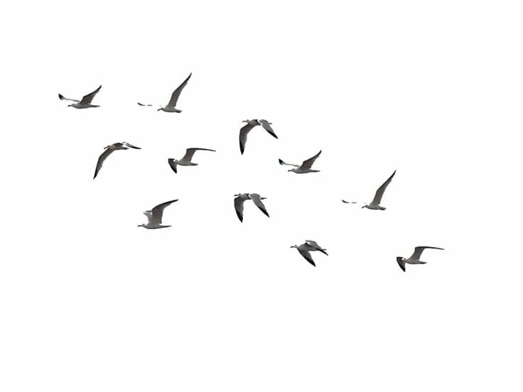 Птицы на белом фоне фото Birds Stock 01 by Brizzolatto55 on DeviantArt Birds flying, Birds, Bird silhouet