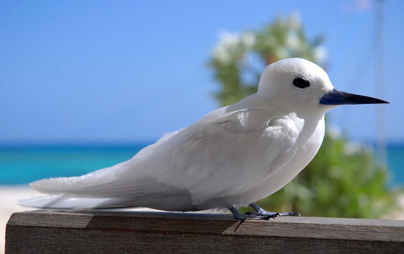 Птицы на мальдивах название и фото Fairy Tern Bird