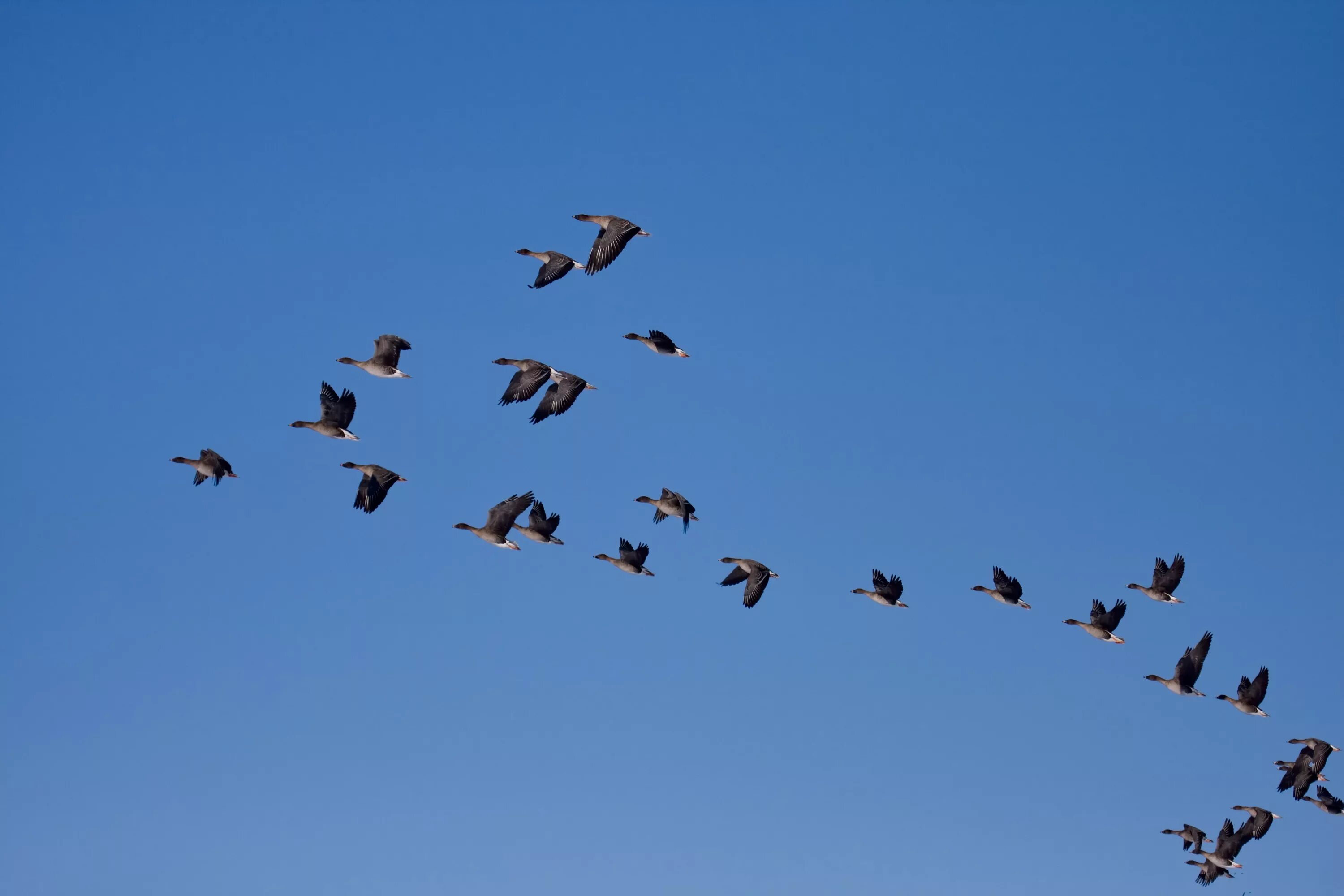 Птицы на юг фото File:Tundra bean goose.jpg - Wikipedia