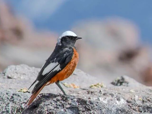 Птицы нальчика фото Guldenstadt's Redstart (Phoenicurus erythrogaster). Photo Gallery.Birds of Siber