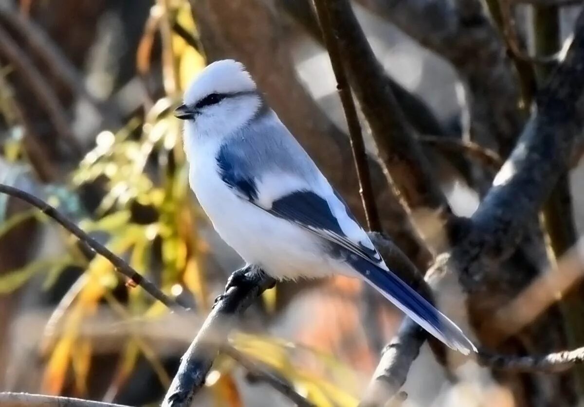 Птицы нальчика фото Azure Tit (Parus cyanus). Birds of Siberia.