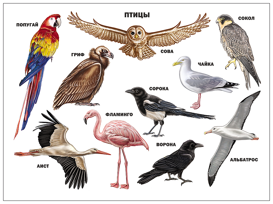 Птицы названия список фото Плакат. Птицы - купить в интернет-магазине по низкой цене на Яндекс Маркете