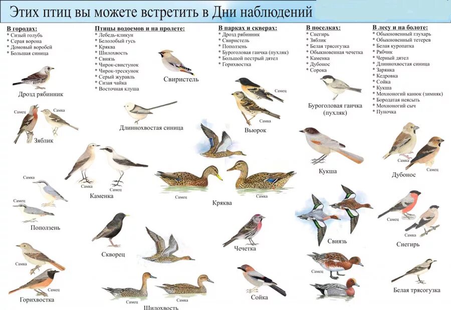 Птицы названия список фото Всемирные Дни наблюдения птиц: 30 сентября - 1 октября - Орловское полесье