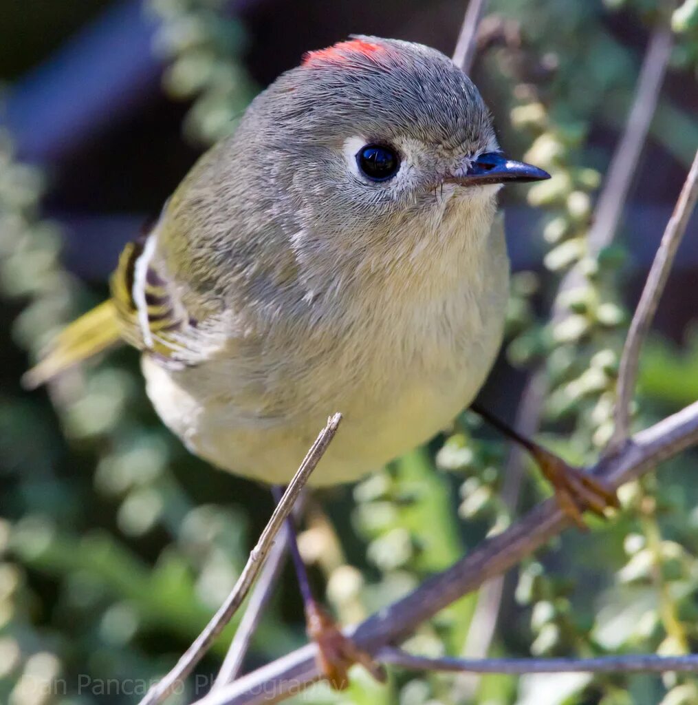 Птицы небольшие фото с названиями Ruby-crowned Kinglet (Regulus calendula) (UVic Native Species (& Invasives))