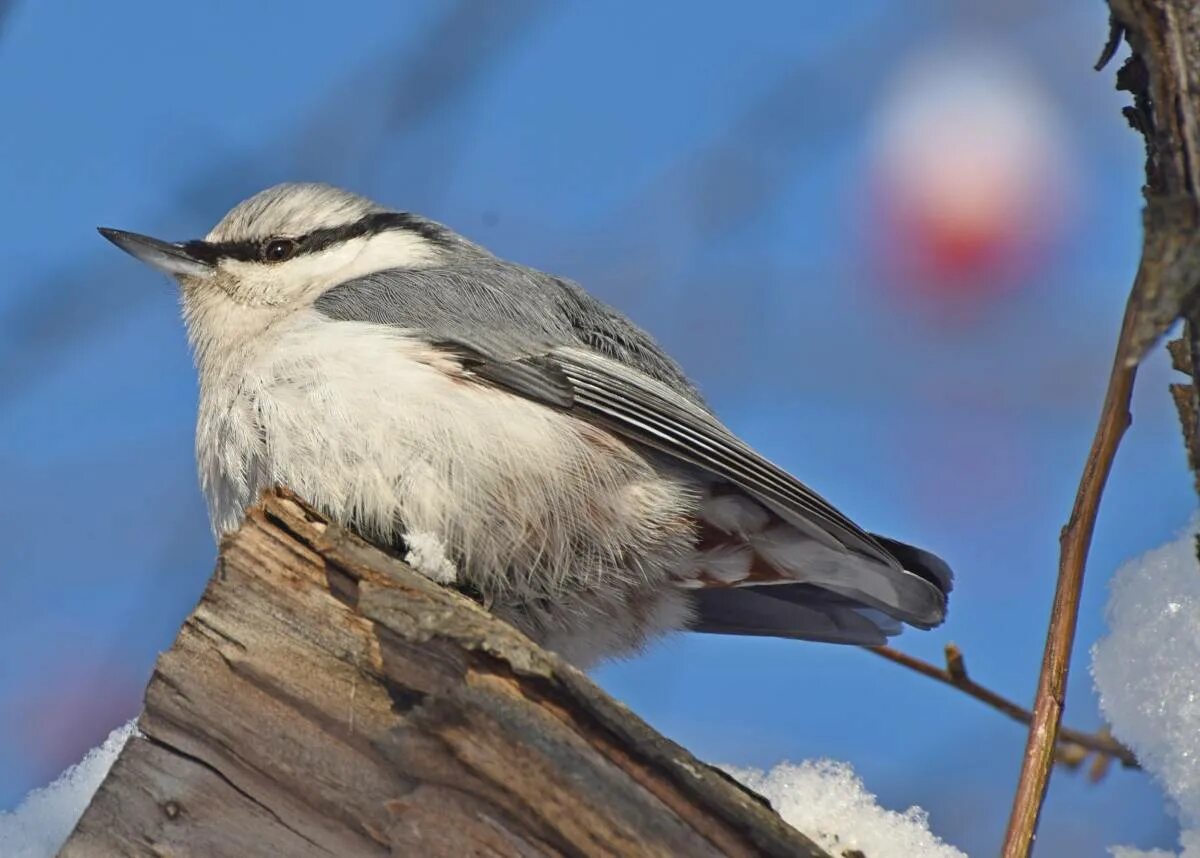 Птицы небольшие фото с названиями Eurasian Nuthatch (Sitta europaea). Birds of Siberia.