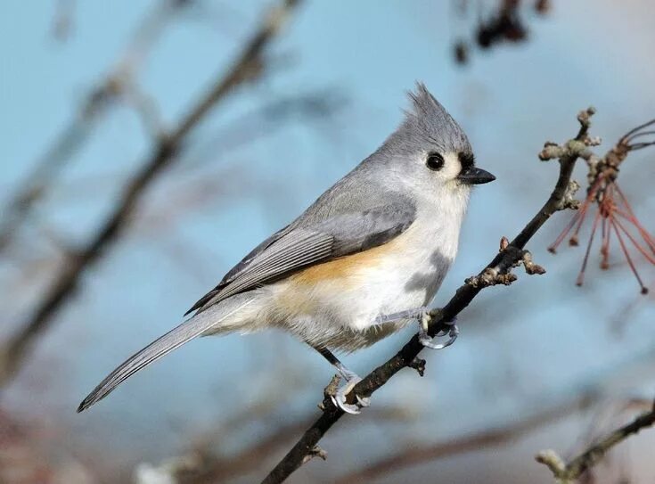 Птицы небольшие фото с названиями Photo of the Week - Tufted titmouse (MA) Backyard birds feeders, Birds of georgi