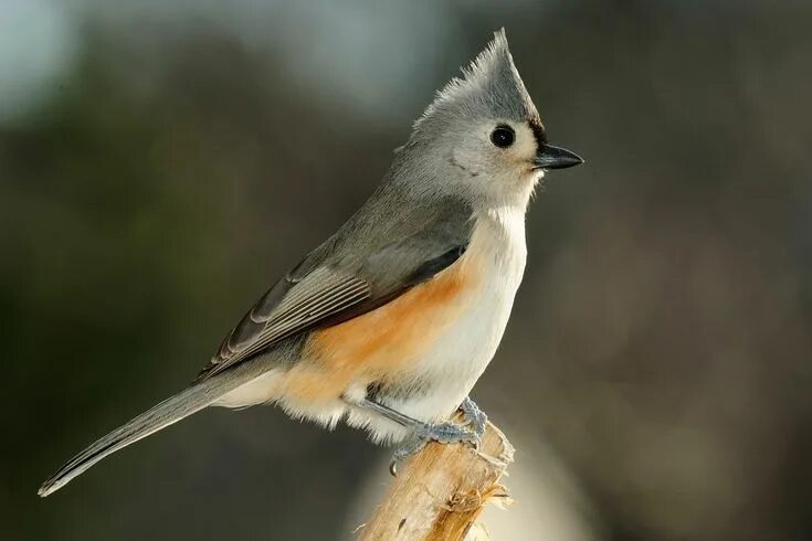 Птицы небольшие фото с названиями Tufted Titmouse Titmouse, Backyard birds, Pet birds