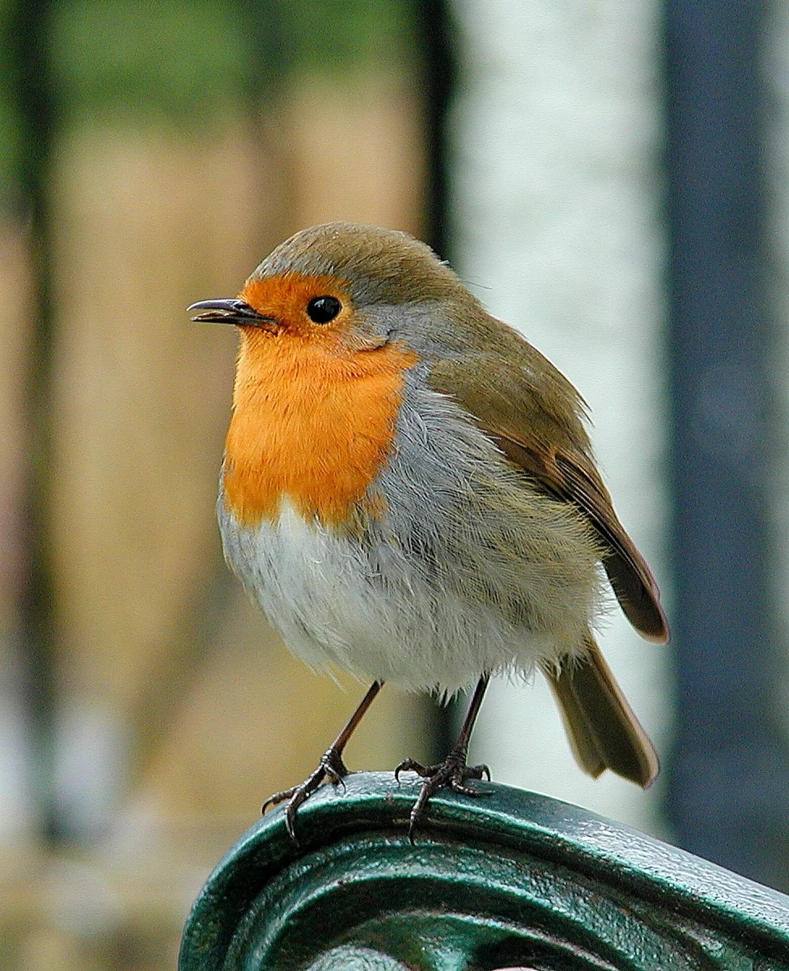 Птицы небольшие фото с названиями Free Images : nature, cute, wildlife, orange, spring, red, beak, fauna, songbird