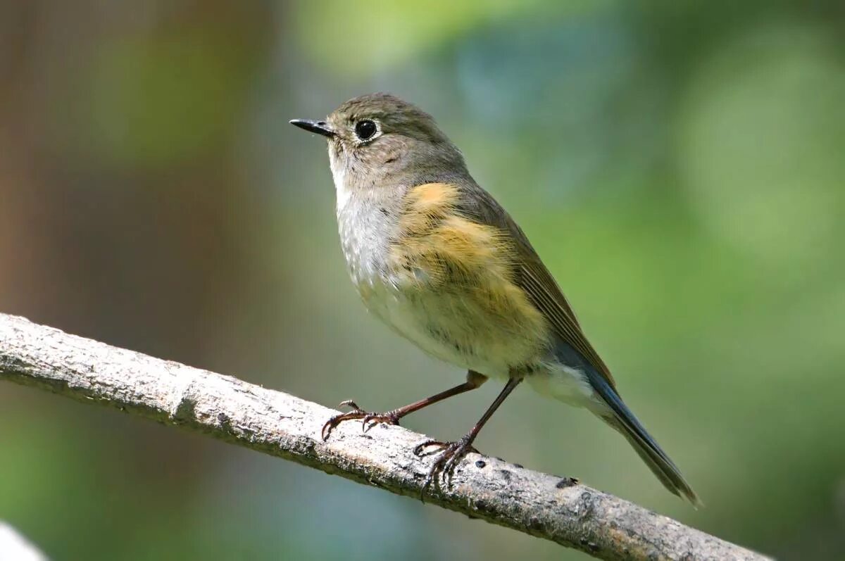 Птицы небольшие фото с названиями Синехвостка (Tarsiger cyanurus). Птицы Сибири.