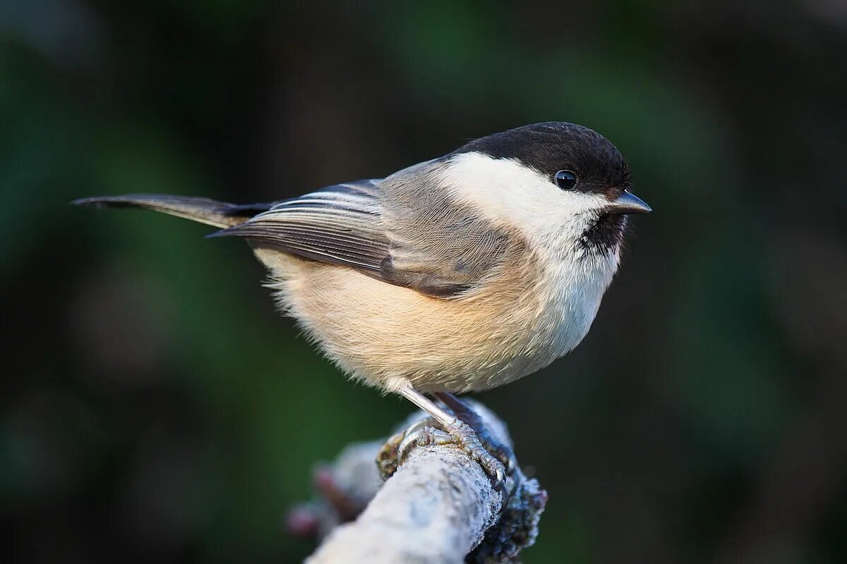 Птицы небольшие фото с названиями Datei:Willow Tit Lancashire.jpg - Wikipedia