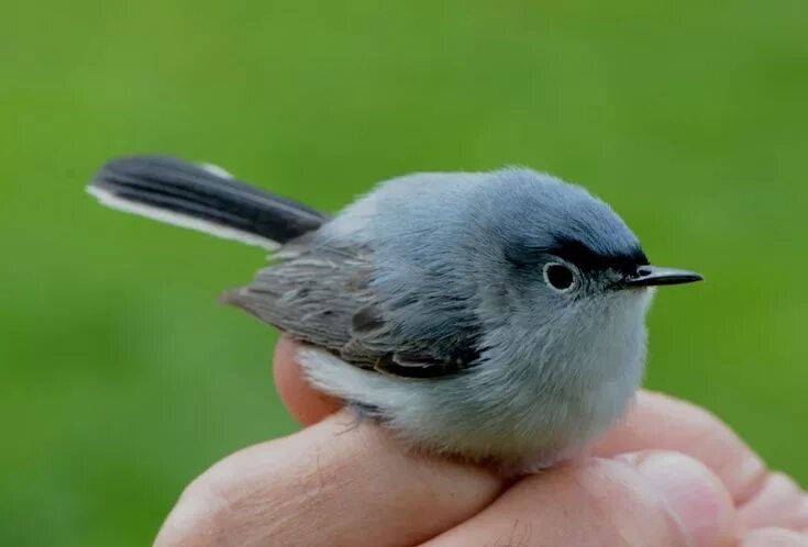 Птицы небольшие фото с названиями Blue-gray Gnatcatcher - Ohio Birds and Biodiversity Blue gray gnatcatcher, Ohio 