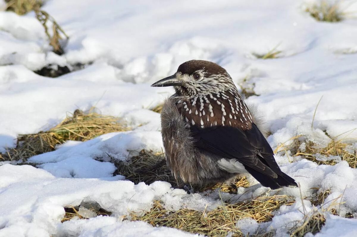 Птицы ненецкого автономного округа фото и название Spotted Nutcracker (Nucifraga caryocatactes). Birds of Siberia.