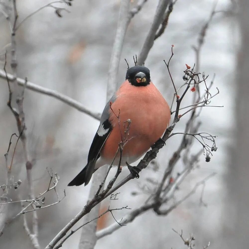 Pinicola Enucleator. Male Birds in the North of Western Siberia Stock Image - Im