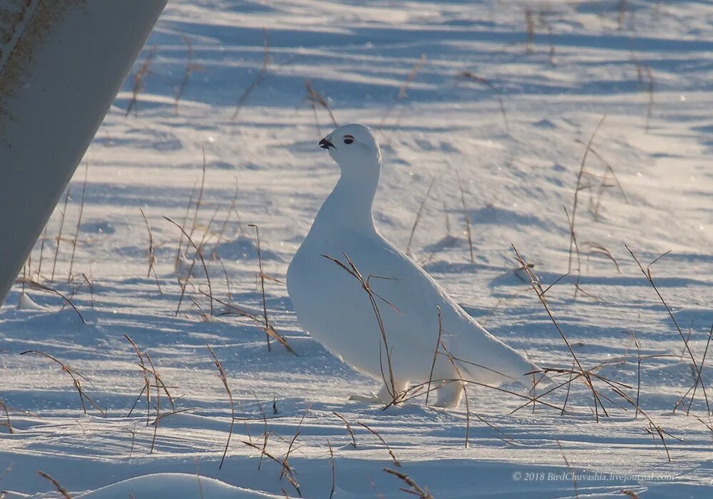 Птицы ненецкого автономного округа фото и название Willow Ptarmigan (Lagopus lagopus). Birds of Siberia.