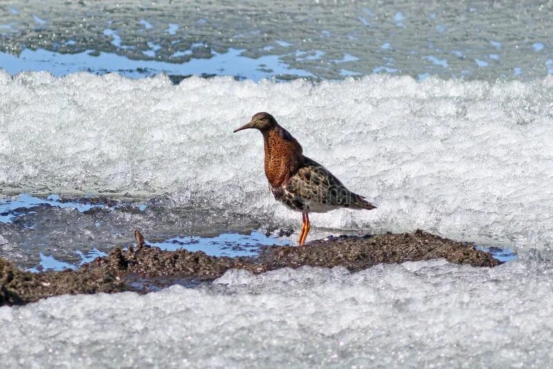 Птицы ненецкого автономного округа фото и название Philomachus Pugnax. Ruff in Breeding Plumage in Northern Siberia among a Dwindli