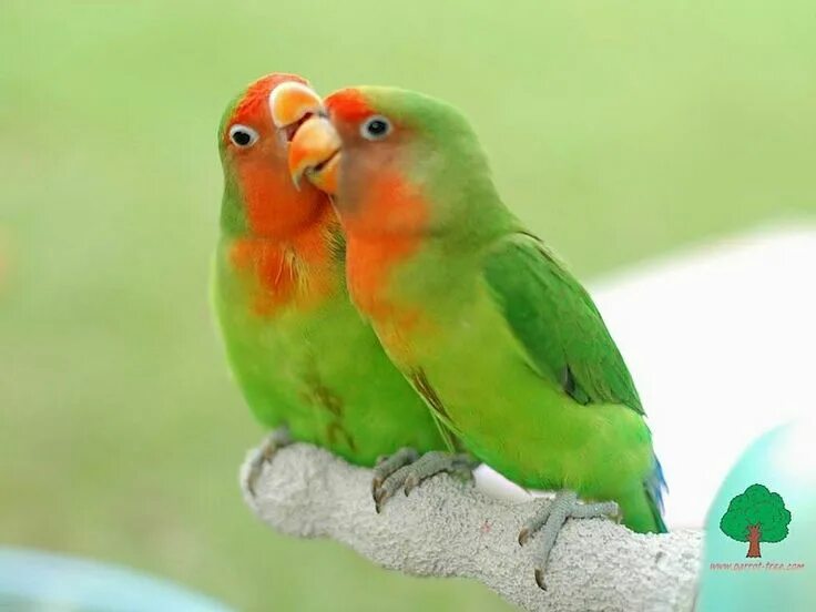 Птицы неразлучники фото Pin by Татьяна on ПОПУГАИ Cute animals, Parrot, Beautiful creatures