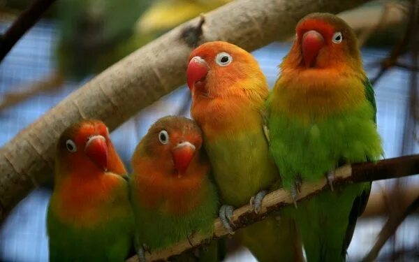 Птицы неразлучники фото Top 10 Most Beautiful Parrot species Worldwide Bird wallpaper, Beautiful birds, 