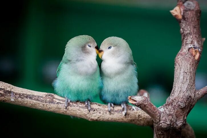 Птицы неразлучники фото Google+ Pet birds, Beautiful birds, Animals