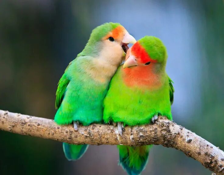 Птицы неразлучники фото 9 Top Green Parrots to Keep as Pets Cute birds, Animals, Bird pictures