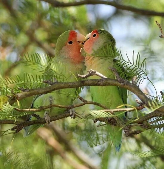 Птицы неразлучники фото love birds Love birds, Bird pictures, Pet birds