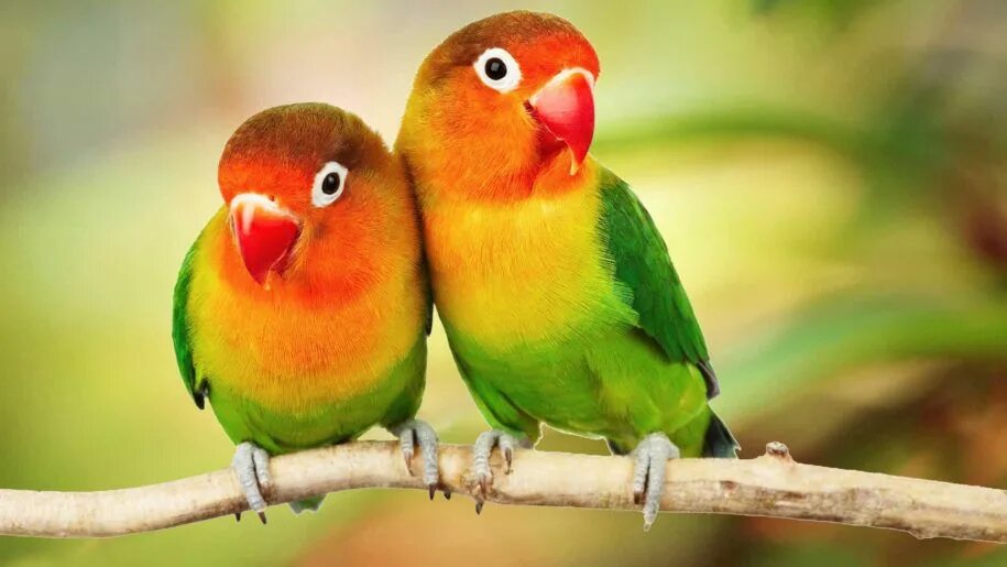 Птицы неразлучники фото Beautiful Tropical Birds Colorful Parrots Love Birds Parrots On Branch 4k Ultra 