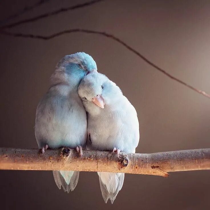 Птицы неразлучники фото Charming Photos Capture the Loving Bond Between Pastel-Colored Parrotlet Birds P