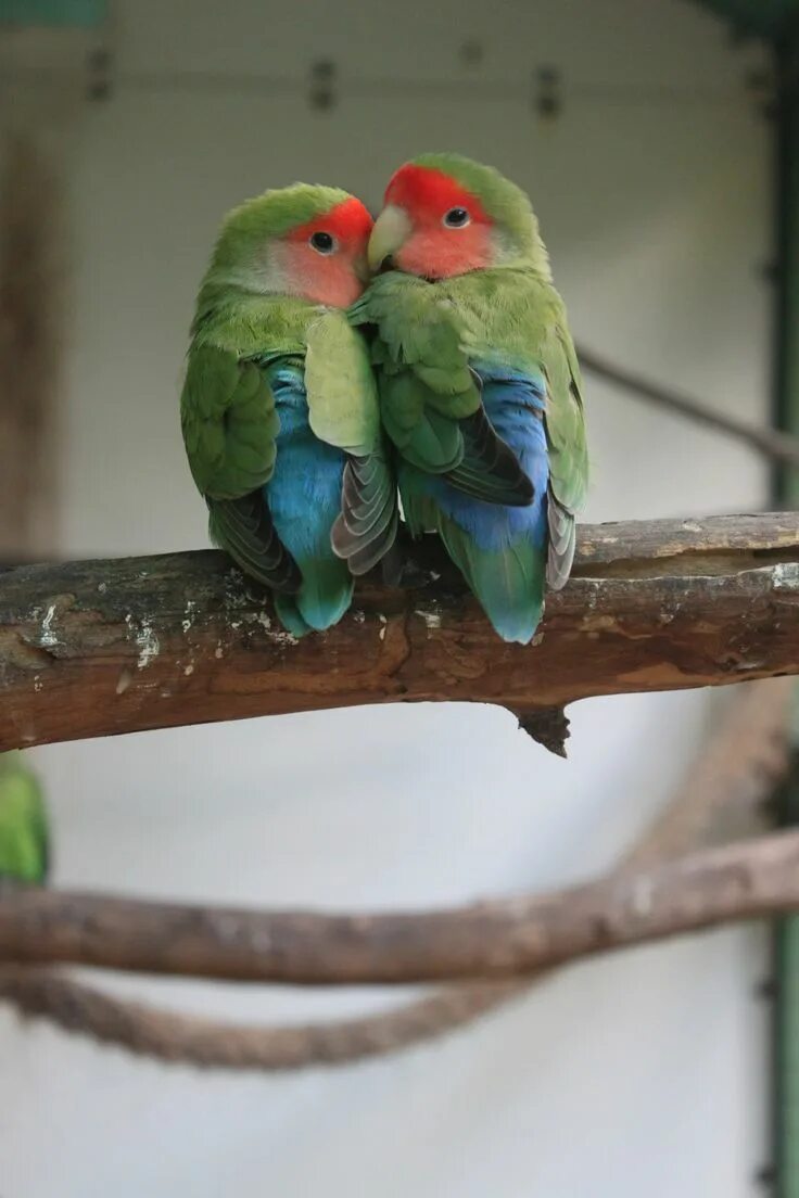 Птицы неразлучники фото Peach Faced Lovebirds Exotic Birds in South Florida Exotic birds, Pet birds, Cut